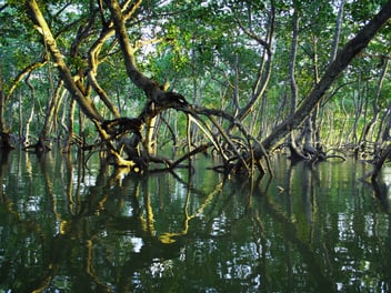 Our Nature Poetry Competition Winners Are Here!