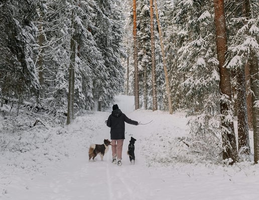 dog-walk-in-snowy-forest