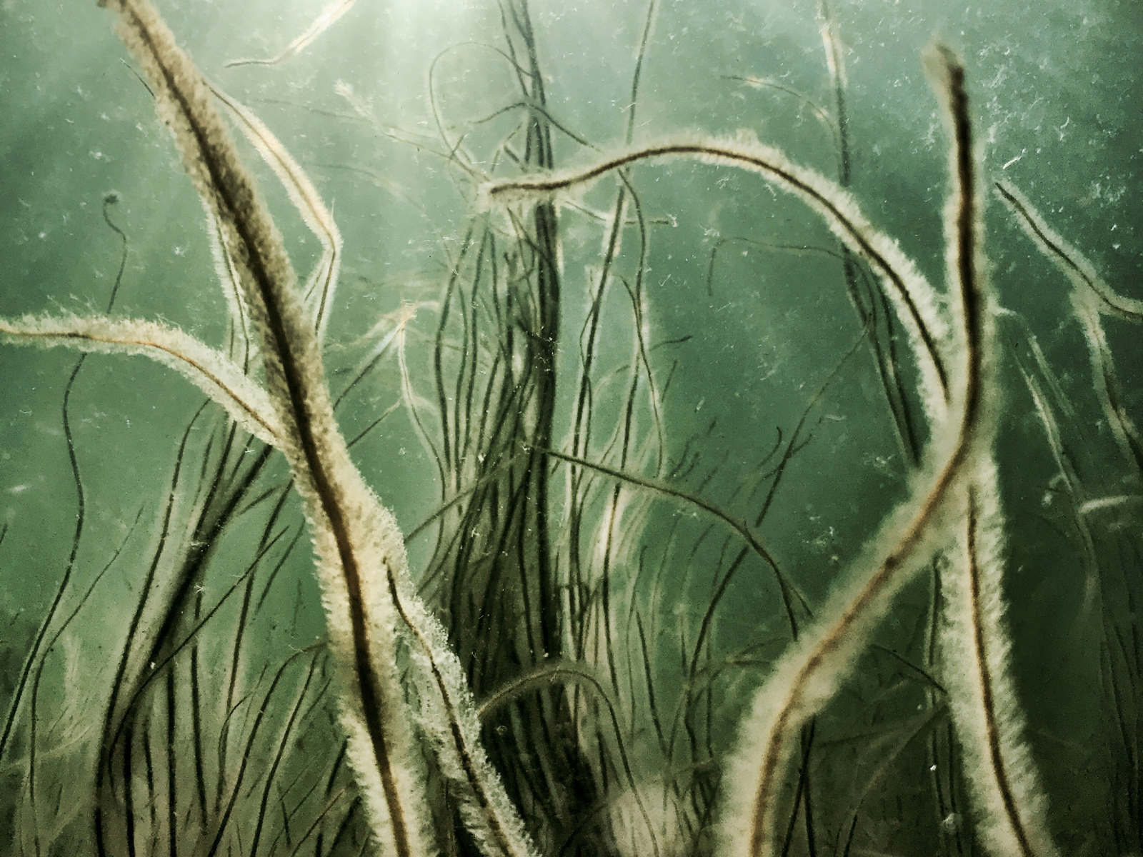 Fairytales & Myths Writing Competition Teen Winners