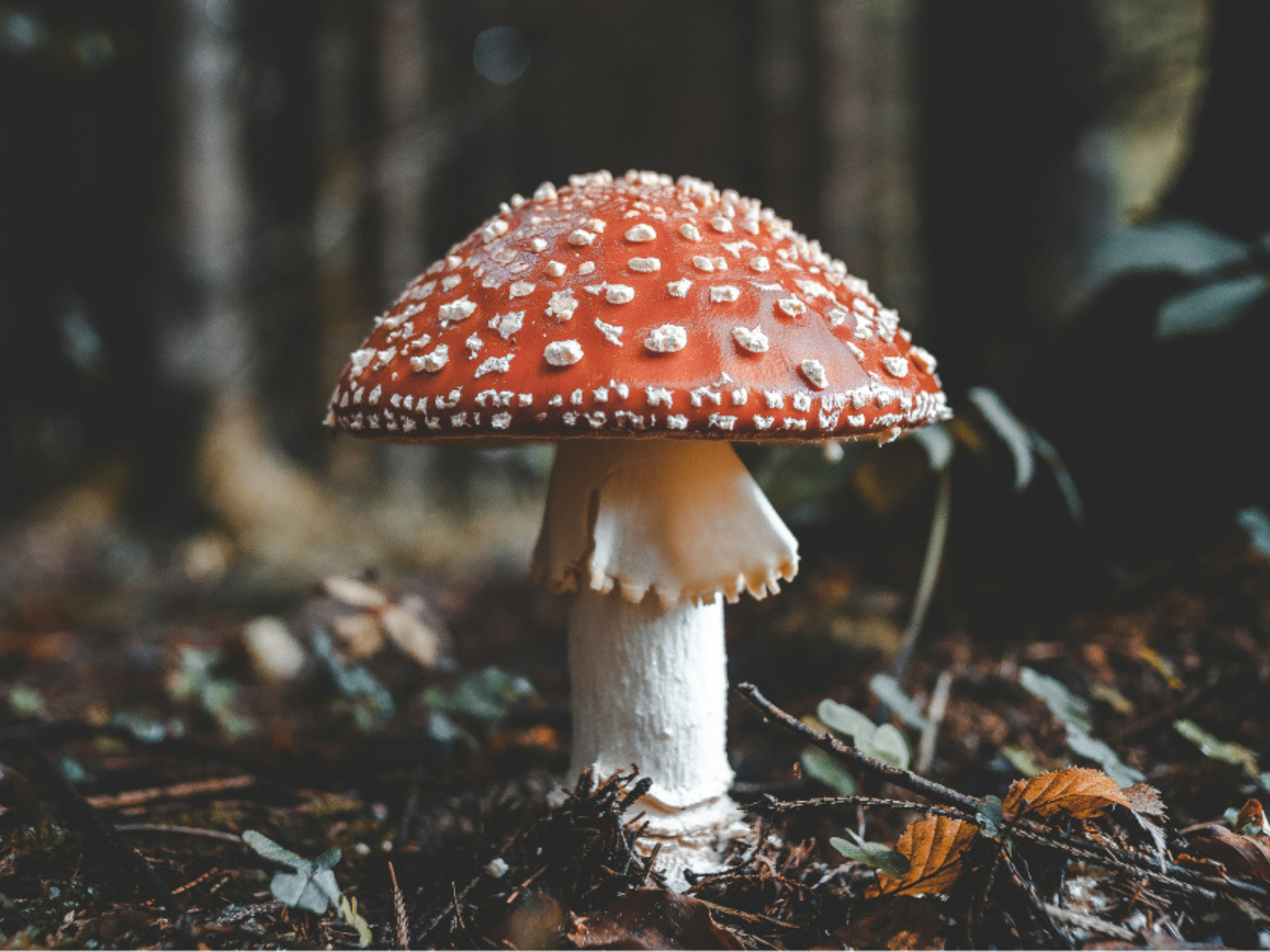 Environmental and Nature Writing Examples: Write the World’s Favorite Ruminations on the Natural World