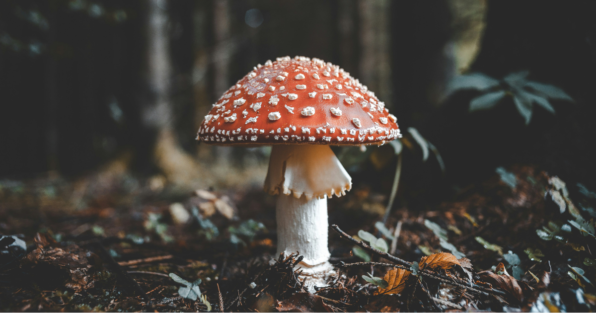 Environmental and Nature Writing Examples: Write the World’s Favorite Ruminations on the Natural World